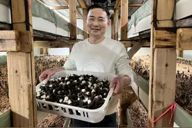 漳浦长桥：黑皮鸡枞菌破土成致富 “黑黄金”图片