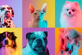 宠物摄影成新风口！有摄影师跨界后日入五千，从业者：水平参差不齐，“价格战”引发恶性竞争图片