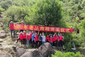 古树茶飘香，凤凰采茶忙！预计今年春茶产量900多万斤图片
