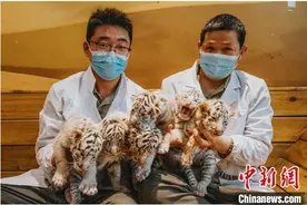郑州银基动物王国孟加拉白虎迎“六胞胎”图片