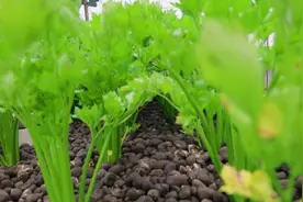 上种菜、下养鱼……沪郊这家合作社尝试生态种养法，产出的鱼菜成为“香饽饽”图片