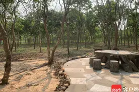 “一树一证” 东方创新推出黄花梨树种养交易制度图片