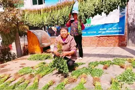 一棵苗带富一方民图片