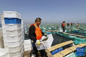 辽宁大连：海上“春耕”正当时图片