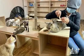 安姐和300只被她救助的“毛孩子”图片