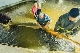 每吨价格高达15万元 大部分出口到欧美日 汉产鳗鱼成批“游”向海外餐桌图片