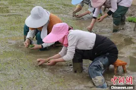 贵州：谷雨时节农事忙图片