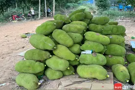 飘香十里！昌江千亩菠萝蜜迎来大丰收图片