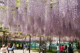 玉渊潭紫藤花瀑 美不胜收图片