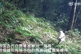 湖北巴东发现罕见瑞兽白麂：通体雪白 头上顶着一对白色犄图片