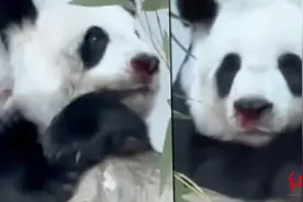 旅泰大熊猫“林惠”去世，泰国民众纷纷悼念，6岁小女孩伤心大哭图片