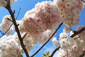 抓住春天的尾巴 共赏威海暮春美景图片