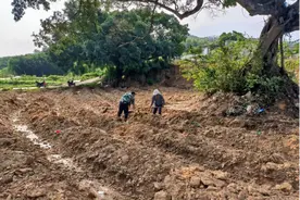诏安金星：“旧村复垦”变为“良田沃土”图片