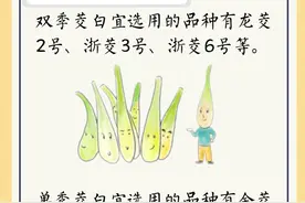 茭白在走上餐桌前要经过哪些“努力”？——种植细节篇图片