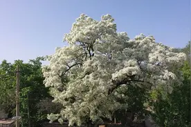 绝美！枣庄山亭150年流苏树繁花绽放，犹如人间“四月雪”图片