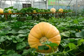 科技创新，让菜博会永葆活力图片