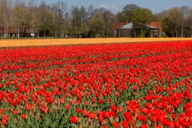 （外代一线）荷兰：郁金香绽放图片