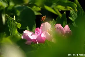 百花公园内，国色天香入梦来图片