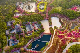 威海荣成市：2023石岛赤山樱花节将于4月20日—5月3日举行图片