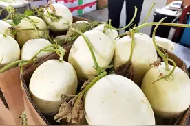 玉菇甜瓜初上市受欢迎，5月中旬或降价图片