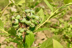 “黄金温室”蓝莓5月上市，早中晚三个品种采摘期持续1个月图片