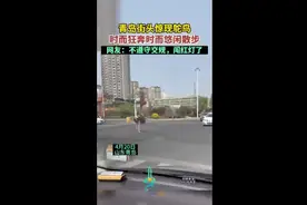 青岛街头惊现鸵鸟，时而狂奔时而悠闲散步，网友：不遵守交规图片