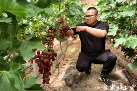 你敢信？他种植的葡萄，栽下400天便紫红满枝图片