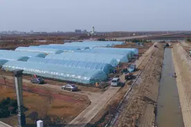 寒地水稻新品种“喜迁新居” 同江大米以实力出“稻”图片