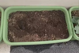 番茄丝瓜辣椒茄子……三名婆婆半夜组团偷“菜”，被抓后赔了1800元图片