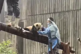 贪玩大熊猫下雨不回家 网友：果然“熊孩子”图片