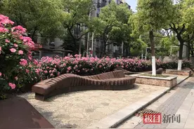 打造月季花墙用什么品种好？武汉园林工程师来支招图片