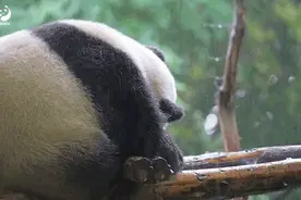 大熊猫“福禄”淋雨？成都大熊猫繁育研究基地回应：不存在故意不收回图片
