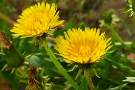 黄色的花朵白色的绒球，蒲公英惊艳亮相图片