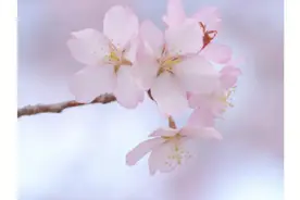 春天眼痒，除了点眼药还能怎么办？图片