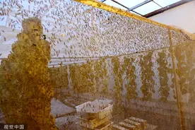 未来粮食已来，你会给猫猫狗狗选择昆虫宠粮吗？图片