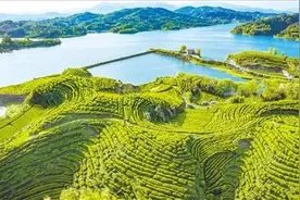 英山千万元重奖产业龙头 茶企争香 香远益清图片