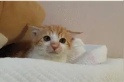 游戏论｜猫咪政治：猫咪和机器着陆资本世地球的方法图片