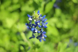 “投资”地球从珍爱野花开始——写在世界地球日来临之际图片