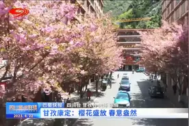 四川新闻联播 | 甘孜康定：樱花盛放 春意盎然图片