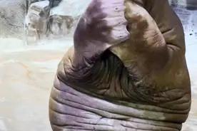 “五一”假期快来看海象，“海洋音乐家”首次落户南京海底世界图片