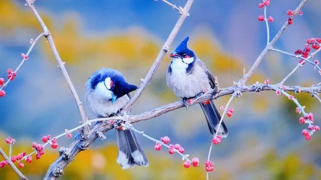 ������� �������� VIDDA��ɫ��������ͶӰC1S����