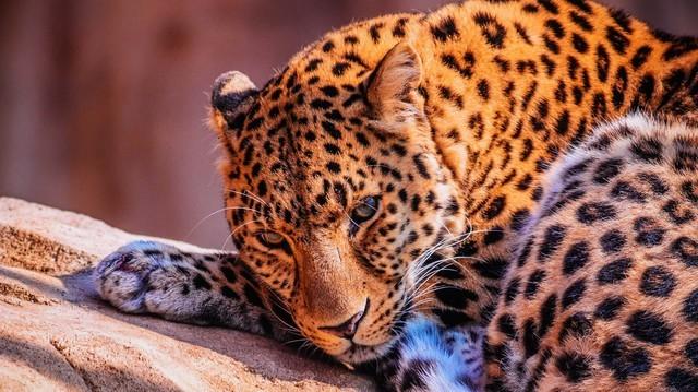 ������� �������� VIDDA��ɫ��������ͶӰC1S����