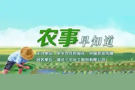 夏季柑橘常见虫害有哪些，怎么防治？值得收藏！图片