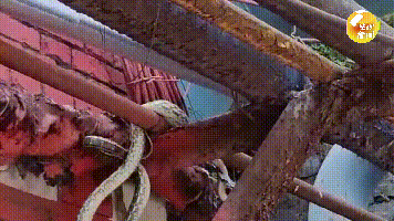 陕西已有学校出现！紧急提醒！近期频繁出没，警惕→图片