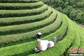 乡约福建：回龙茶叶飘香 茶农采制忙图片