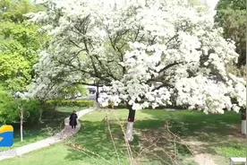 诗画山东｜聊城：人间四月雪 “醉”是流苏花图片