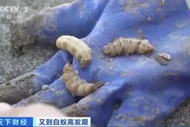 水库大坝挖出存活十几年的蚁后，网友：看了只想油炸着吃图片