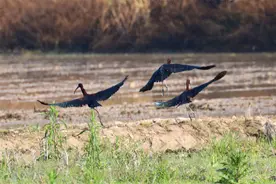 稻田里飞来一群“五彩斑斓的黑”图片