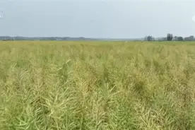 “作物成长日记”帮助种植户精准作业 多熟制轮作模式助力增产增收图片