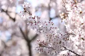 乳山：满园春色关不住 百花争艳醉游人图片